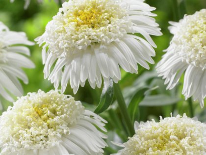 White Aster X ('AA 100103'®)