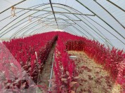 Foto van Diverse tunnelkassen