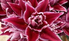 News image: Dubbel zo mooi: Lelies in de spotlight!